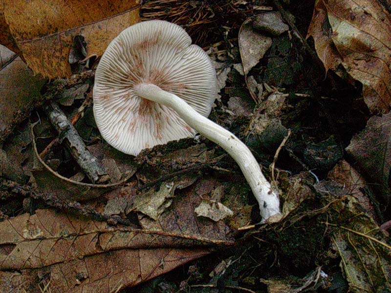476 Ottobre vecchio ritrovamento